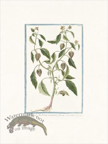 Bonelli 164 Alkekengi Indicum